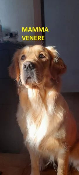 Splendidi Golden Retriever | Foto 5