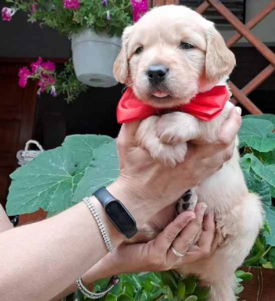 Splendidi Golden Retriever | Foto 3