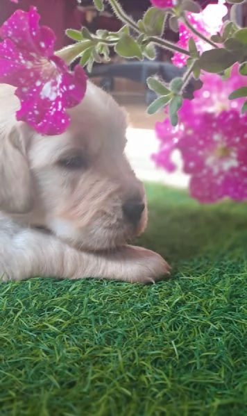 Splendidi Golden Retriever | Foto 1