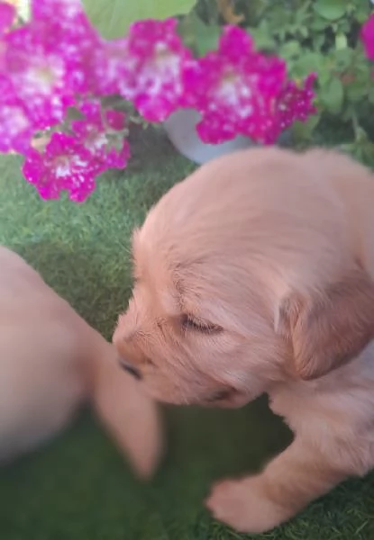 Splendidi Golden Retriever