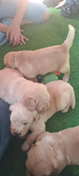 Splendidi Golden Retriever | Foto 0
