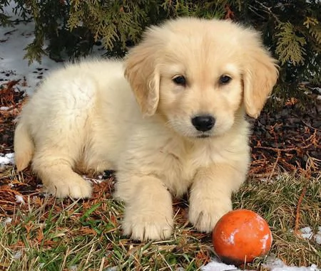 adorabili cuccioli di golden retriever femminucce e maschietti disponibili per ladozione gratuita i