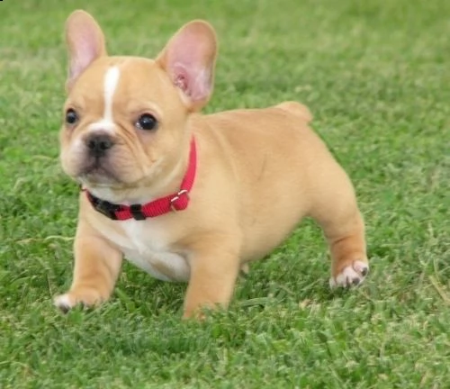 cuccioli di bulldog francese