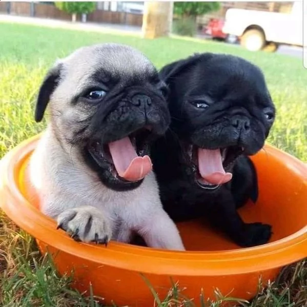 cuccioli carlini d tre mesi