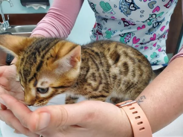 bellissima cuccioli di razza bengala