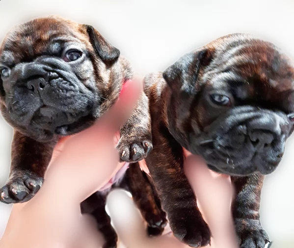 vendita cuccioli bulldog francesi