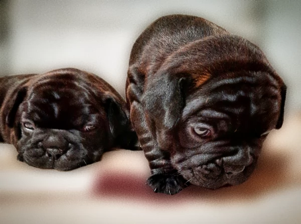 vendita cuccioli bulldog francesi | Foto 2