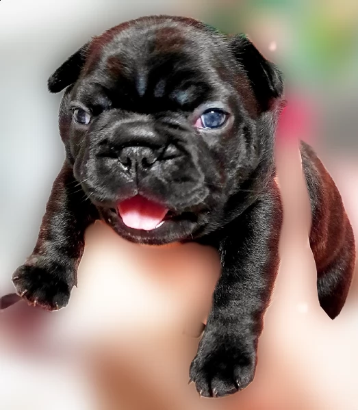vendita cuccioli bulldog francesi | Foto 1