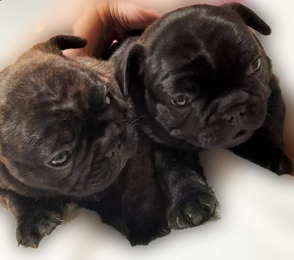 vendita cuccioli bulldog francesi | Foto 0