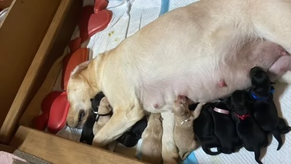 cuccioli labrador con pedigree | Foto 1