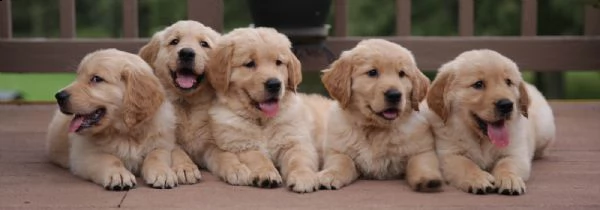 cuccioli golden retriever alta genealogia  | Foto 0