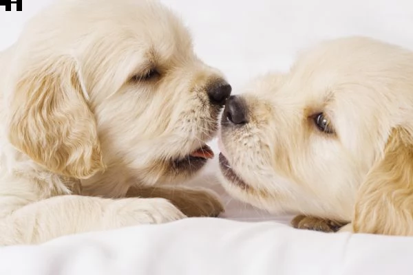 cuccioli golden retriever alta genealogia 