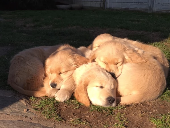 Cuccioli Golden Retriever alta genealogia  | Foto 0
