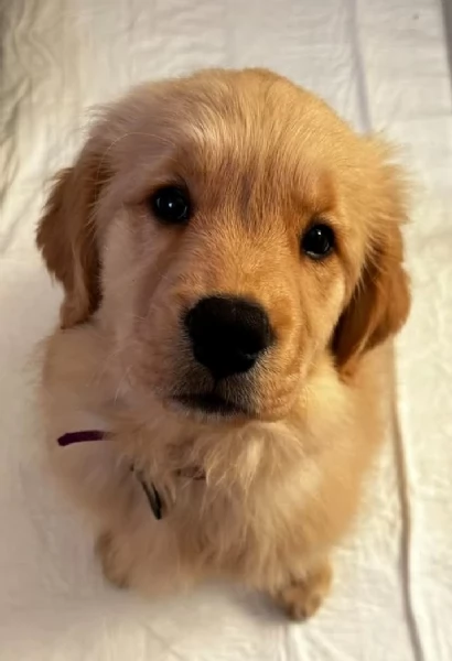 Cuccioli Golden Retriever alta genealogia 