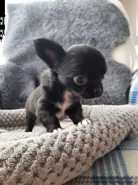 bellissimi cuccioli di chihuahua cucciolo di chihuahua toy maschio e femmina bianco brizzolato albic