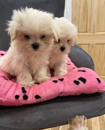 cuccioli taglia piccoli maltesi | Foto 0