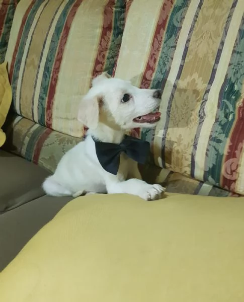 Cucciolo di taglia piccola a pelo rasato | Foto 1
