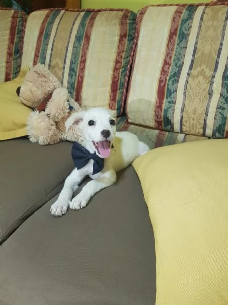 Cucciolo di taglia piccola a pelo rasato