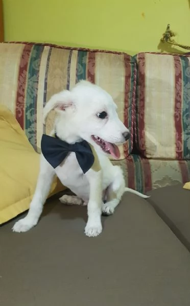 Cucciolo di taglia piccola a pelo rasato | Foto 0