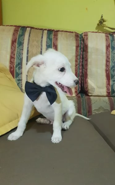 Cucciolo di taglia piccola a pelo corto raso  | Foto 3