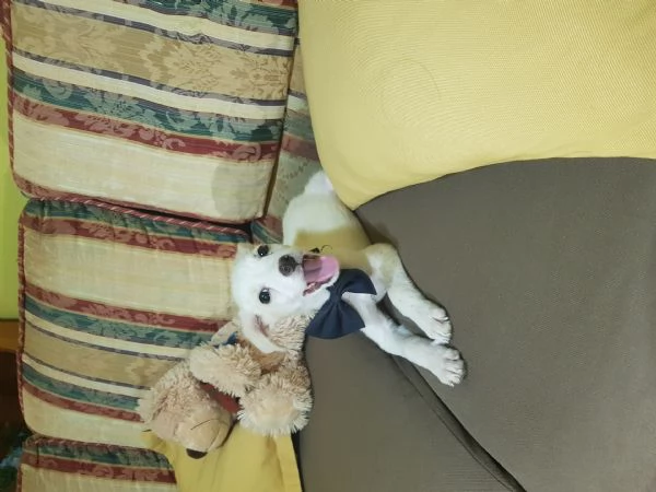 Cucciolo di taglia piccola a pelo corto raso  | Foto 0