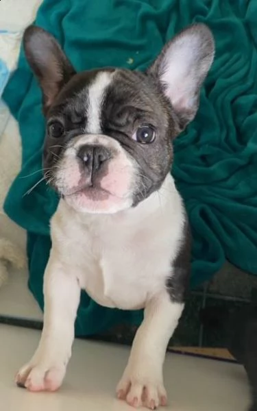  cuccioli di bouledogue francese  maschi in vendita a rimini rn vendo cucciolo maschio di bulldog 