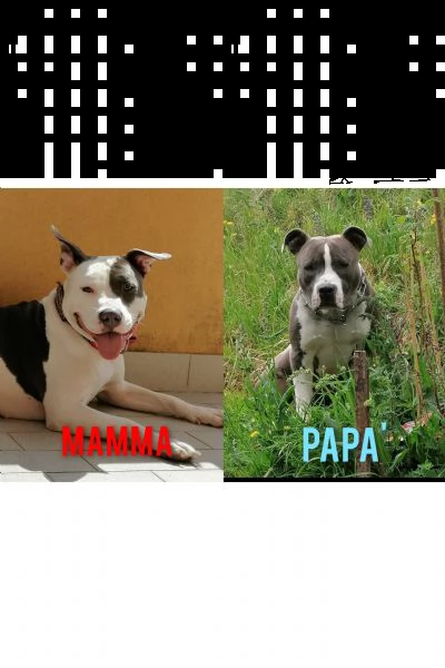 amstaff 