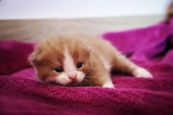 british shorthair  | Foto 4