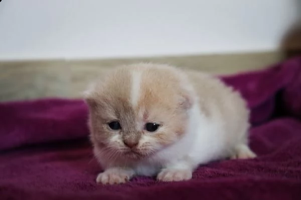 british shorthair  | Foto 3