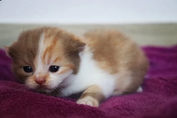 british shorthair  | Foto 2