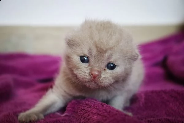 british shorthair  | Foto 1