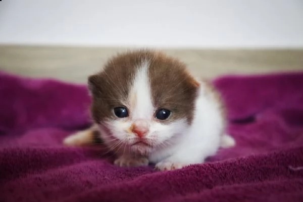 british shorthair  | Foto 0