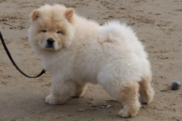 chow chow cuccioli disponibili | Foto 1