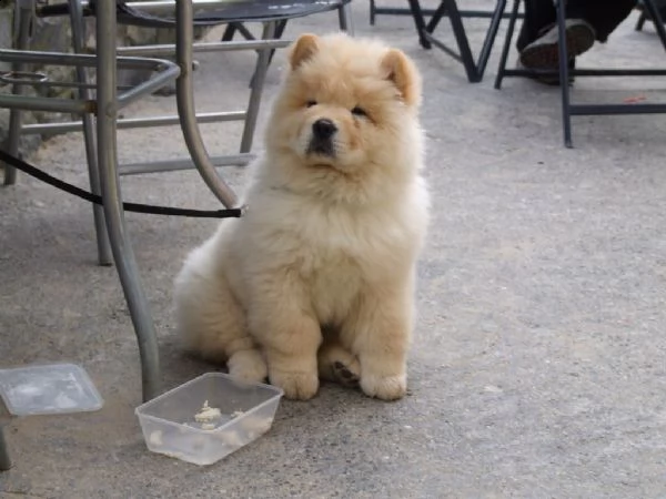 chow chow cuccioli disponibili