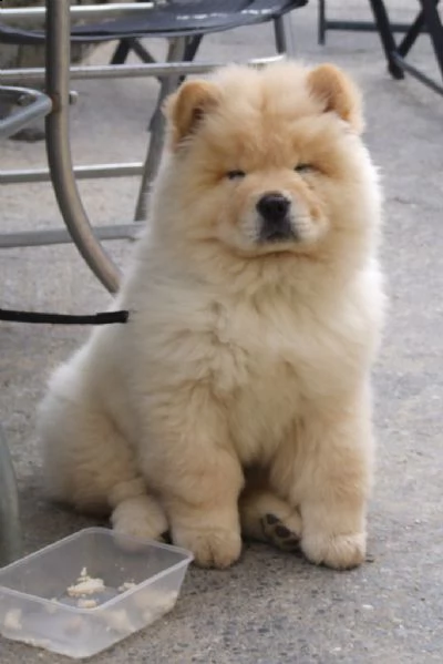 chow chow cuccioli disponibili | Foto 0