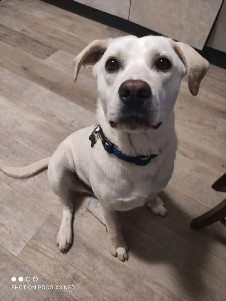 regalo cane labrador