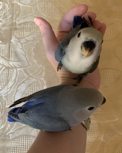 pappagallo inseparabile allevato a mano  | Foto 1