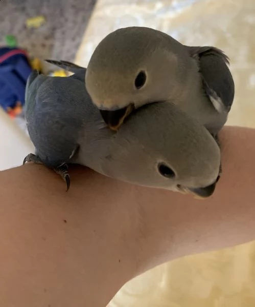pappagallo inseparabile allevato a mano  | Foto 0