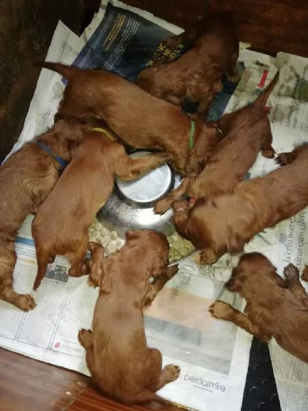 cuccioli di setter irlandesi | Foto 0
