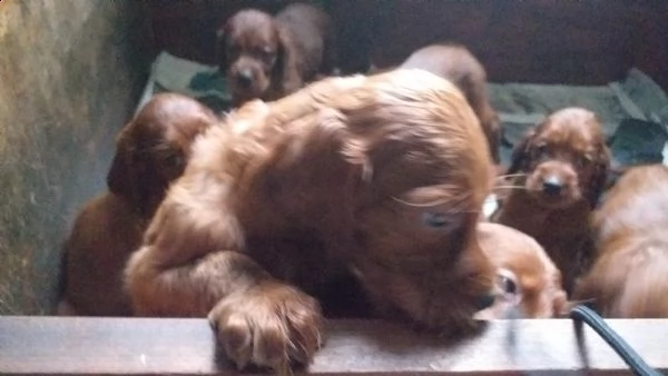 cuccioli di setter irlandesi