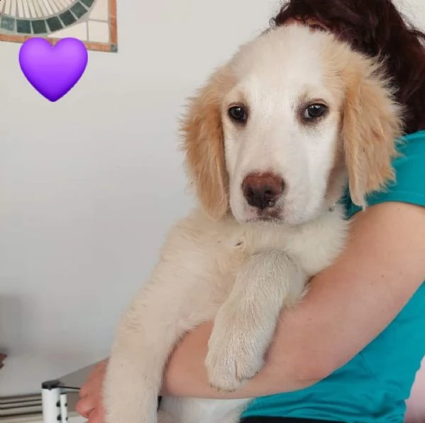 cuccioli 3 mesi incrocio maremmano  | Foto 6