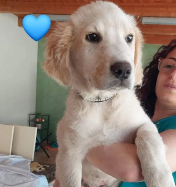 cuccioli 3 mesi incrocio maremmano  | Foto 5