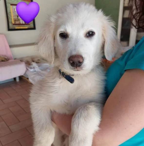 cuccioli 3 mesi incrocio maremmano  | Foto 4
