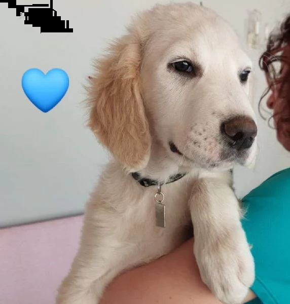 cuccioli 3 mesi incrocio maremmano  | Foto 3