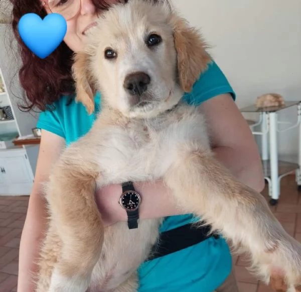 cuccioli 3 mesi incrocio maremmano  | Foto 2