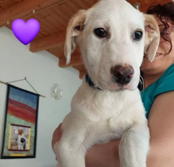 cuccioli 3 mesi incrocio maremmano  | Foto 0
