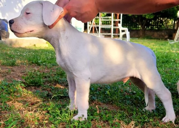 dogo argentino