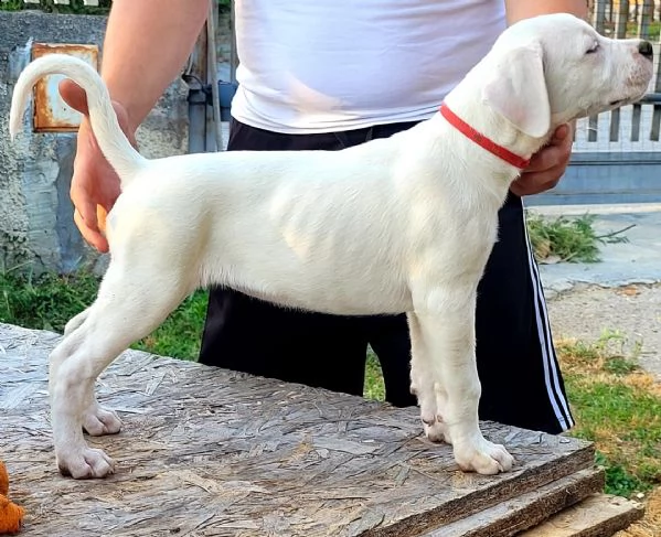 dogo argentino | Foto 4