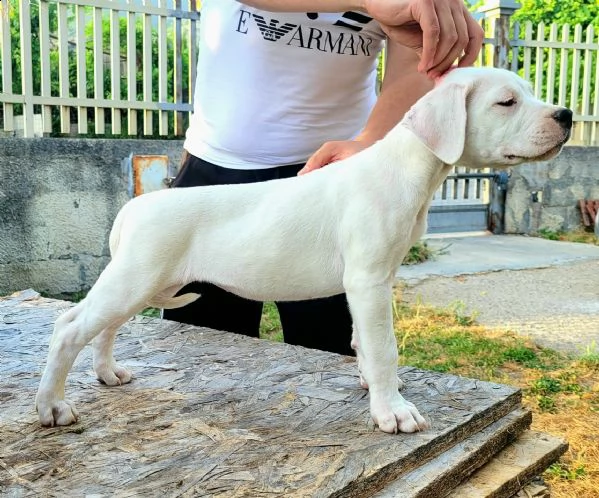 dogo argentino | Foto 3