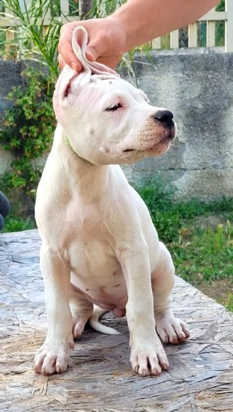 dogo argentino | Foto 2
